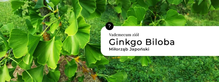 Ginkgo Biloba – Miłorząb Japońsk