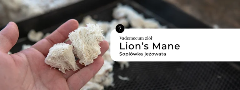 Lion’s Mane – Soplówka jeżowata