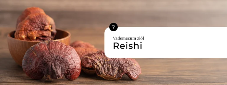 Reishi – właściwości, działanie i zastosowanie