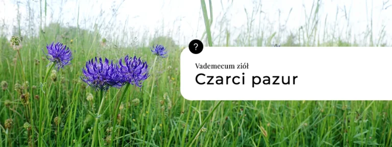Czarci Pazur właściwości, działanie i zastosowanie