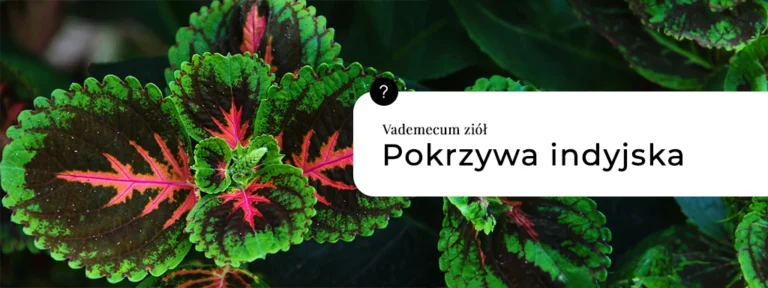 Pokrzywa Indyjska – właściwości, działanie i zastosowanie