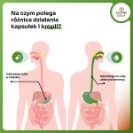 GINKGO BILOBAObszar roboczy 3-100