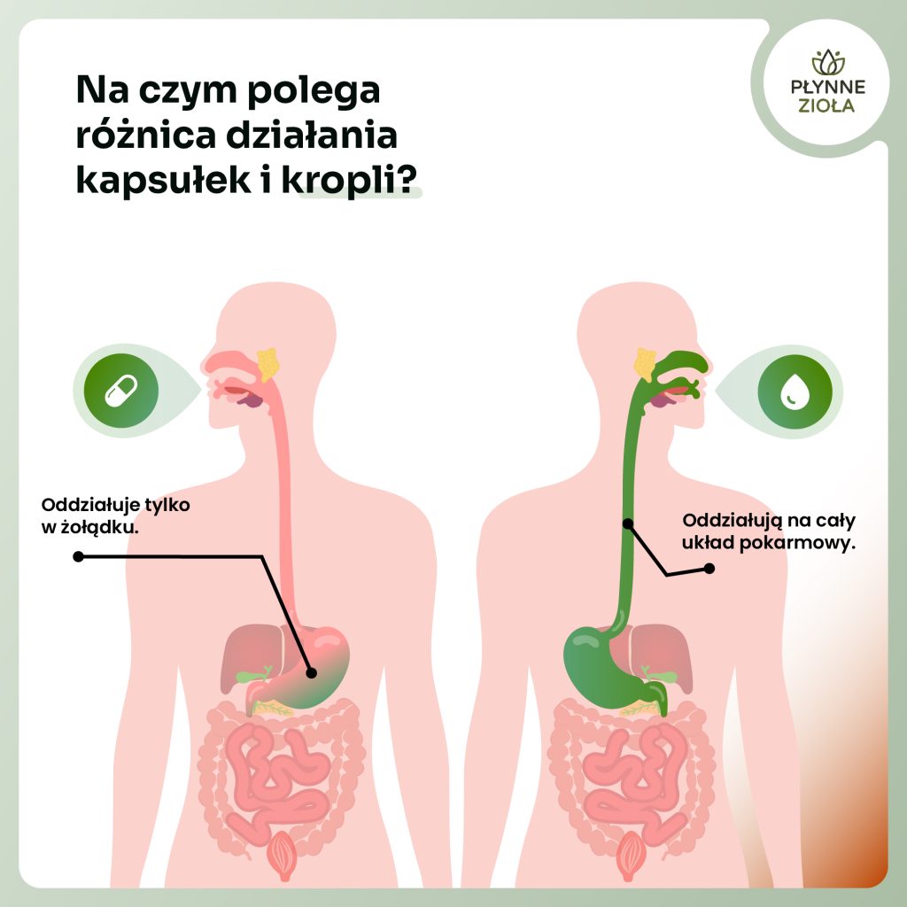 Melisa lekarska i melatonina – naturalne wsparcie snu