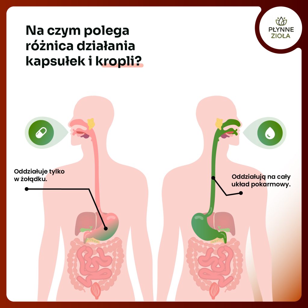 Krople na regenerację wątroby i jelit