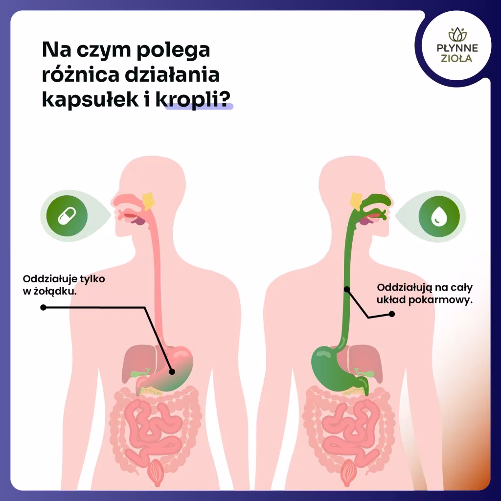 Czarci pazur Harpagophytum procumbens – naturalny adaptogen
