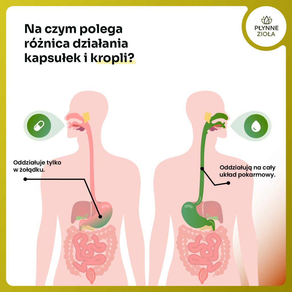 Kozieradka na metabolizm i ogólne wsparcie organizmu