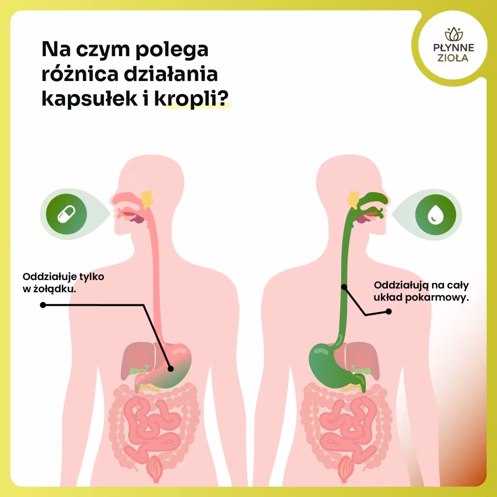 Krople mniszek lekarski Taraxacum officinale – naturalny adaptogen