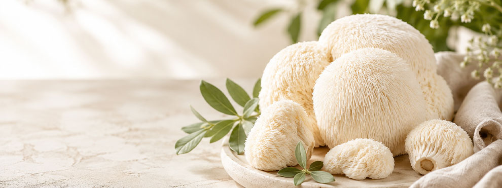 Soplówka jeżowata (Lion’s Mane) – właściwości i zastosowanie